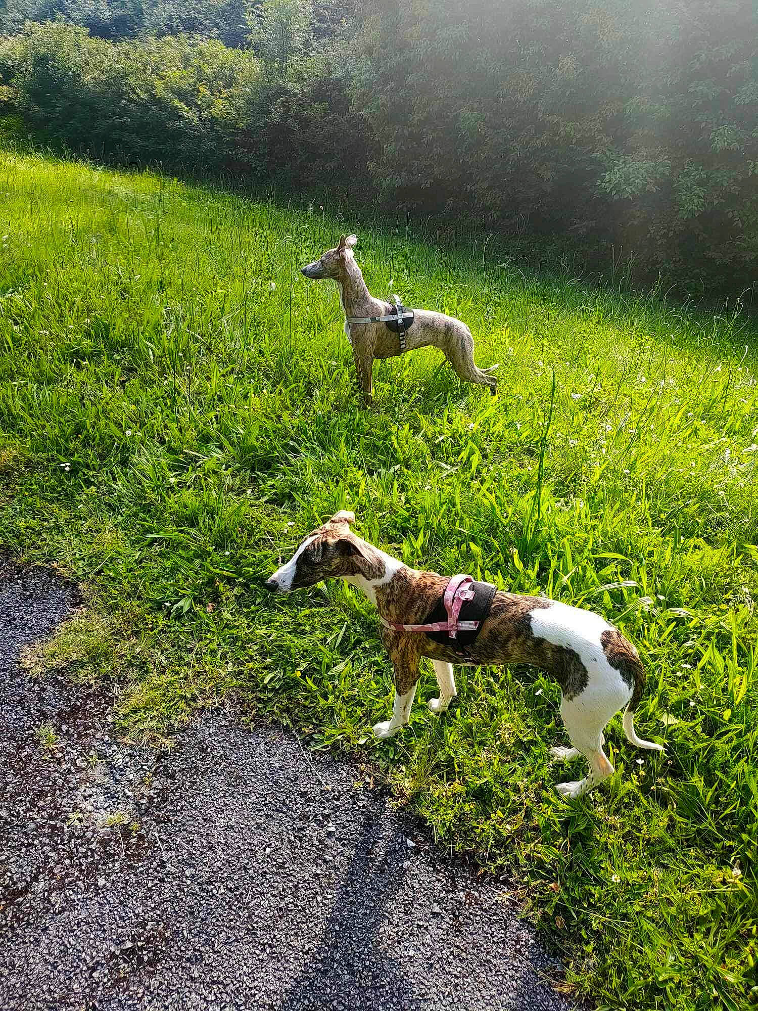 Umy Et Una participe au concours pour gagner de l'argent avec cette photo : canidae, carnivore, dog, dog_breed, fawn, field, grass, grassland, groundcover, landscape, lawn, meadow, natural_landscape, pasture, people_in_nature, plant, sporting_group, tail, terrestrial_animal, working_animal