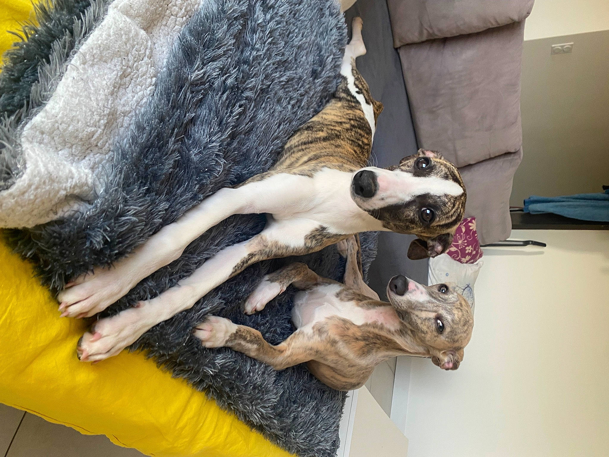 Umy Et Una a rejoint le concours — aidez-le/la à gagner de superbes lots ! bone, canidae, carnivore, collar, companion_dog, dog_breed, eyewear, fashion_accessory, fashion_design, fawn, fur, fur_clothing, hide, linens, natural_material, skull, sporting_group, wood, wool, working_animal