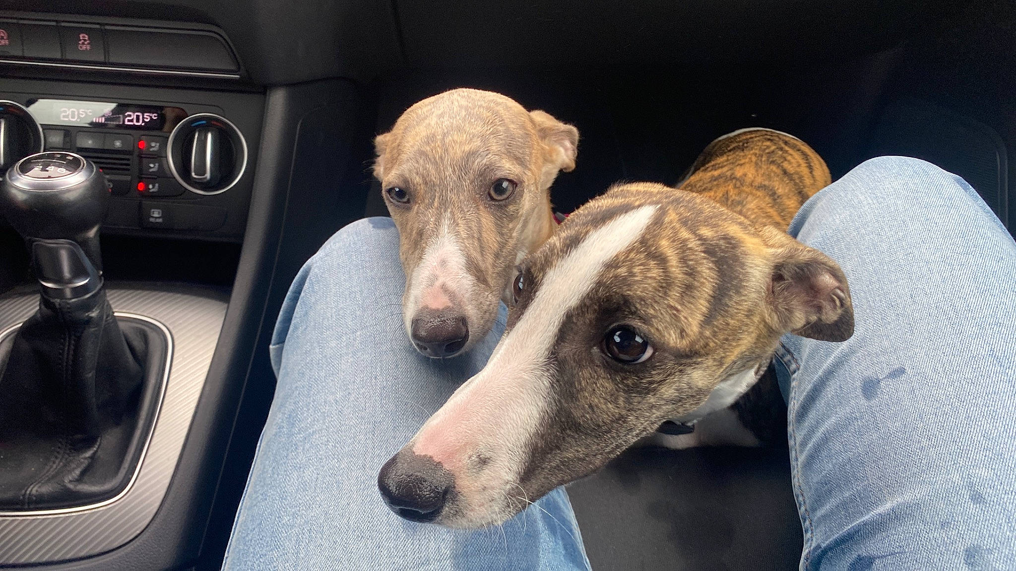 Umy Et Una participe au concours pour gagner de l'argent avec cette photo : auto_part, automotive_exterior, canidae, car, carnivore, companion_dog, dog, dog_breed, family_car, magyar_agar, metal, personal_luxury_car, sighthound, snout, sporting_group, steering_wheel, terrestrial_animal, vehicle_door, whiskers, working_animal