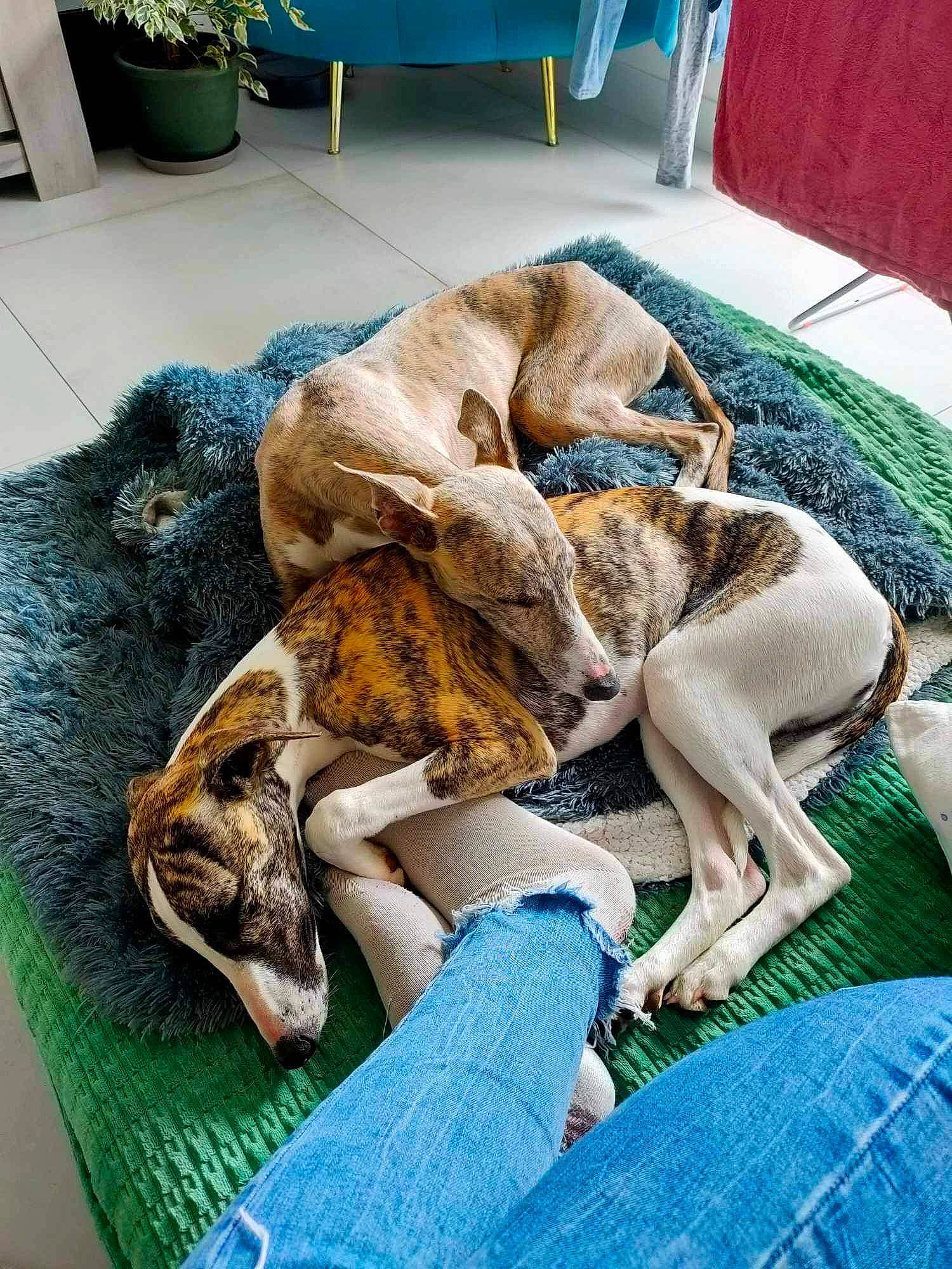 Umy Et Una participe au concours pour gagner de l'argent avec cette photo : blue, canidae, carnivore, comfort, companion_dog, denim, dog, dog_breed, domestic_short_haired_cat, fawn, felidae, flowerpot, fur, green, houseplant, plant, small_to_medium_sized_cats, sporting_group, tail, working_animal