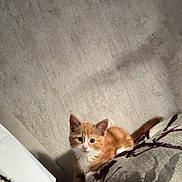 Tigger is registered to the contest to win money with this photo: kitten, cat, orange_cat, white_cat, pet, indoor, carpet, cushion, curious, small, cute, animal, feline, young, resting, looking, cozy, home, furniture, soft