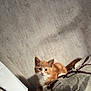 kitten, cat, orange_cat, white_cat, pet, indoor, carpet, cushion, curious, small, cute, animal, feline, young, resting, looking, cozy, home, furniture, soft