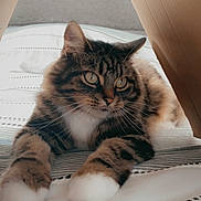 Aubrey joined the competition — help win amazing prizes! cat, tabby, white_paws, bed, striped_bedspread, cardboard, tent, indoor, pet, feline, relaxed, curious, whiskers, fur, cozy, animal, cute, resting, soft, home