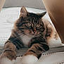 cat, tabby, white_paws, bed, striped_bedspread, cardboard, tent, indoor, pet, feline, relaxed, curious, whiskers, fur, cozy, animal, cute, resting, soft, home