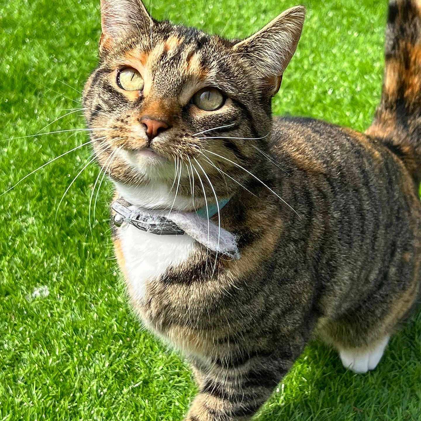 Mia joined the competition — help win amazing prizes! animal, cat, collar, cute, daylight, domestic, eyes, feline, fur, grass, greenery, mammal, nature, outdoor, pet, sunlight, tabby, tail, walking, whiskers