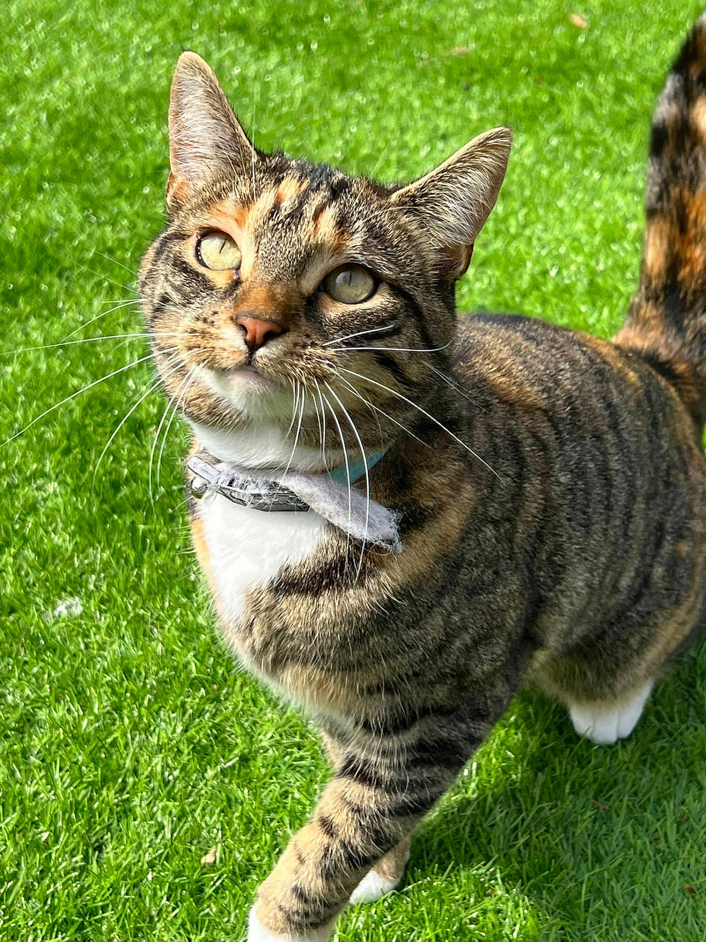 Mia joined the competition — help win amazing prizes! cat, tabby, outdoor, grass, pet, animal, collar, whiskers, feline, walking, sunlight, greenery, cute, mammal, domestic, fur, eyes, tail, nature, daylight