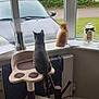 Mia is registered to the contest to win money with this photo: cat, kitten, tabby, orange_cat, cat_tree, window, car, glass_vase, jar, papers, radiator, fence, greenery, indoor, pets, animal, sitting, looking_out, cozy, home