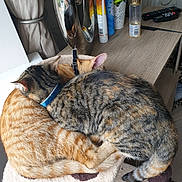 Mia joined the competition — help win amazing prizes! cat, cats, feline, pet, animal, tabby, orange_cat, striped, fur, sleeping, cuddle, cozy, resting, collar, indoor, perch, cat_tree, window, household, home