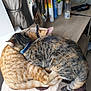 cat, cats, feline, pet, animal, tabby, orange_cat, striped, fur, sleeping, cuddle, cozy, resting, collar, indoor, perch, cat_tree, window, household, home