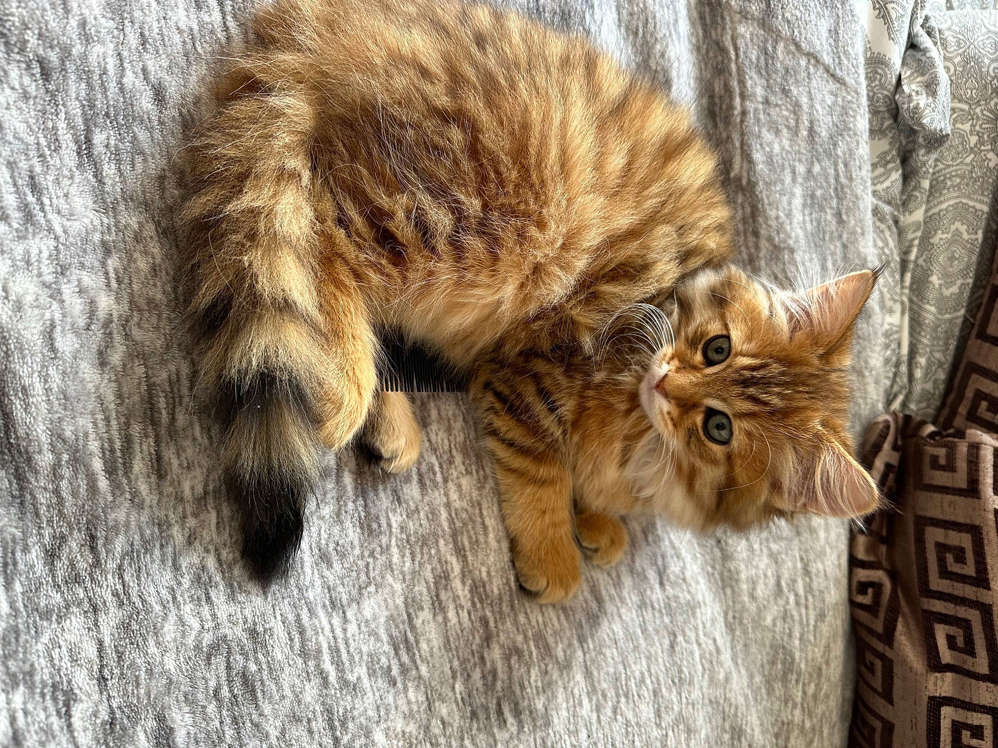 Max joined the competition — help win amazing prizes! carnivore, cat, claw, domestic_short_haired_cat, fawn, felidae, flooring, fur, hardwood, paw, small_to_medium_sized_cats, snout, tail, terrestrial_animal, trunk, whiskers, wildlife, wood