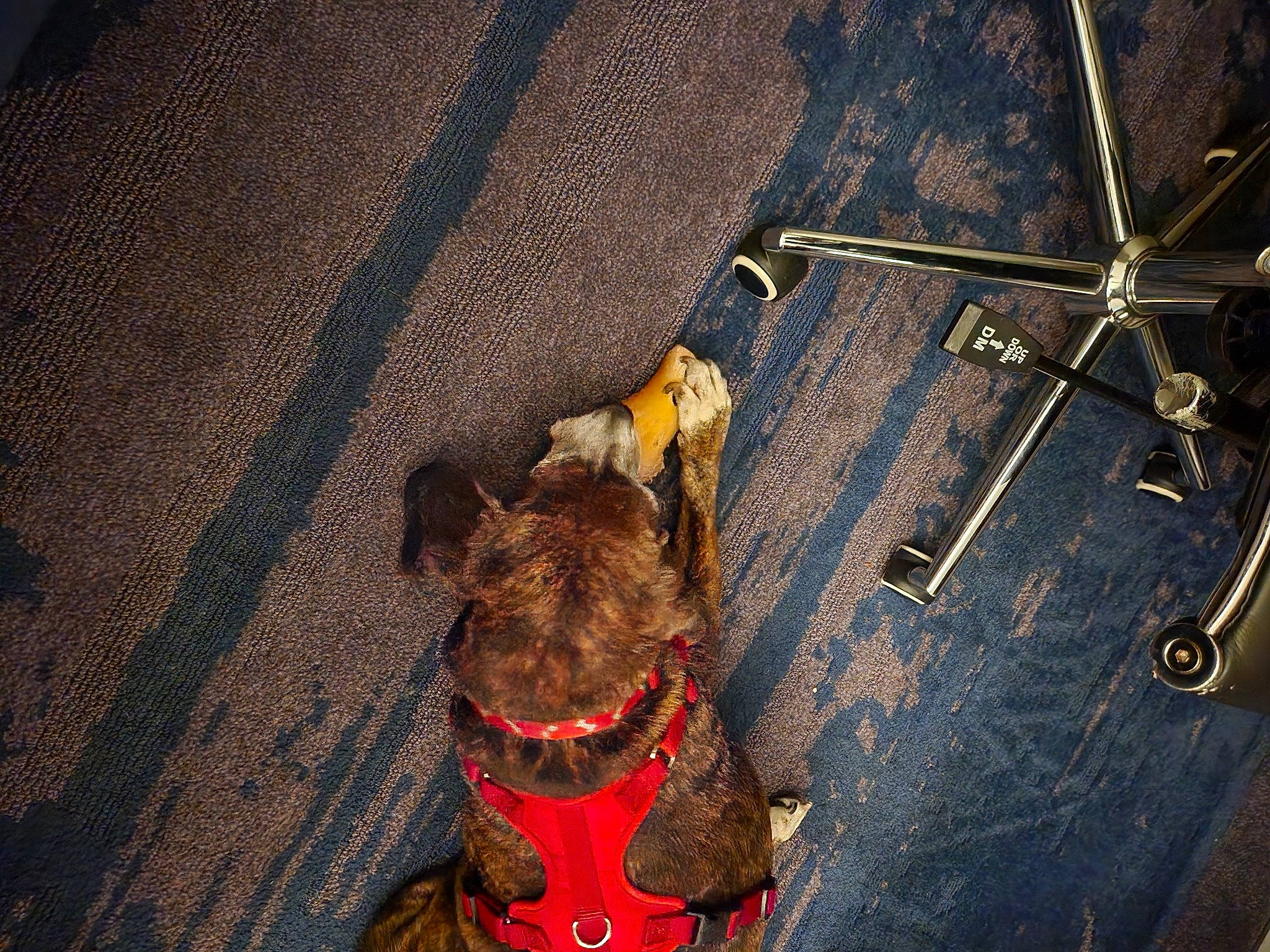 Kirby joined the competition — help win amazing prizes! bag, brown, carmine, carnivore, collar, companion_dog, denim, dog, dog_breed, dog_collar, electric_blue, fashion_accessory, foot, fur, leash, pattern, snout, textile, wood, working_animal