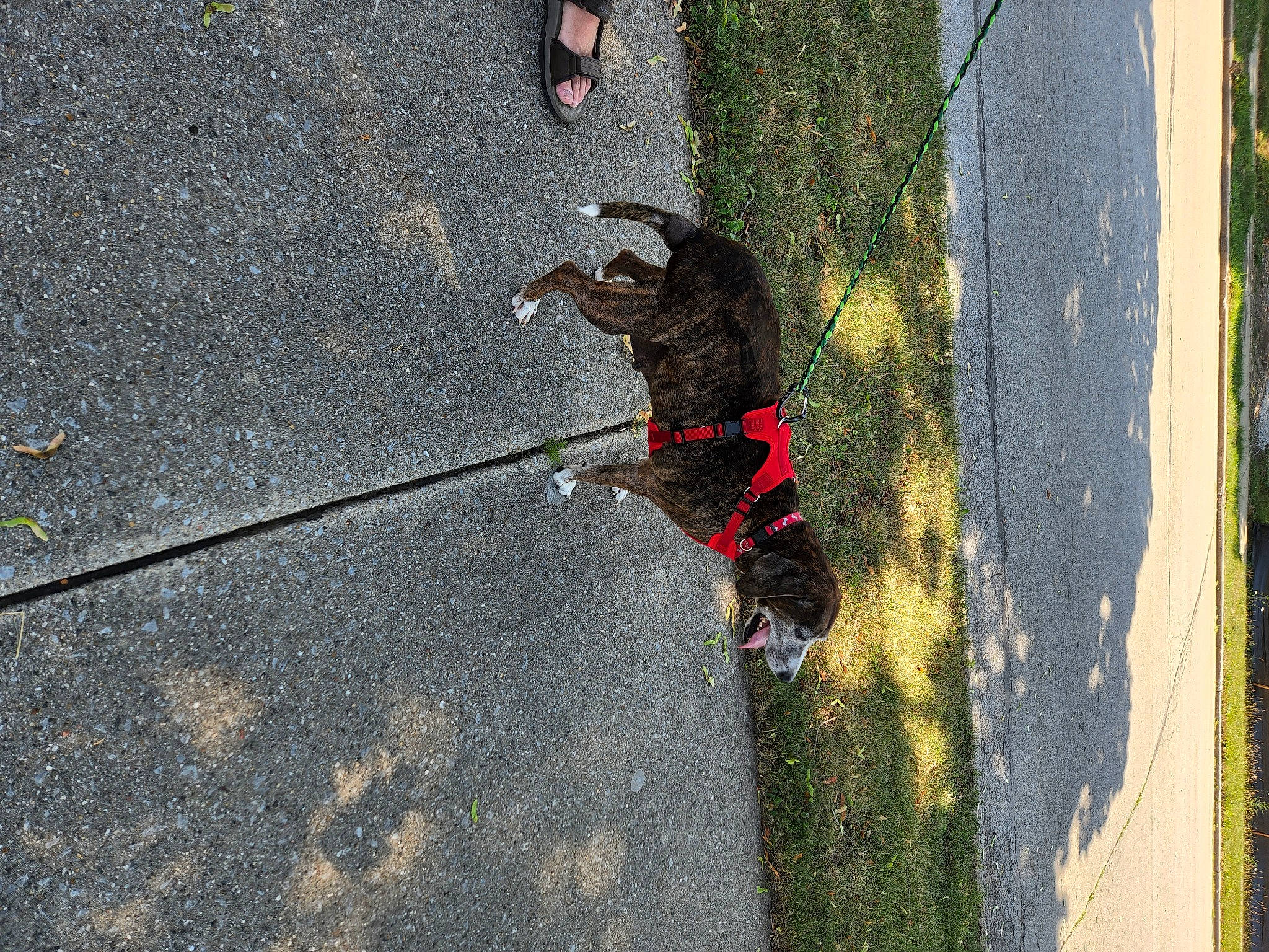 Kirby joined the competition — help win amazing prizes! asphalt, canidae, carnivore, collar, dog, dog_breed, fashion_accessory, grass, leash, pet_supply, plant, recreation, road, road_surface, sidewalk, soil, sporting_group, tail, tar, tree