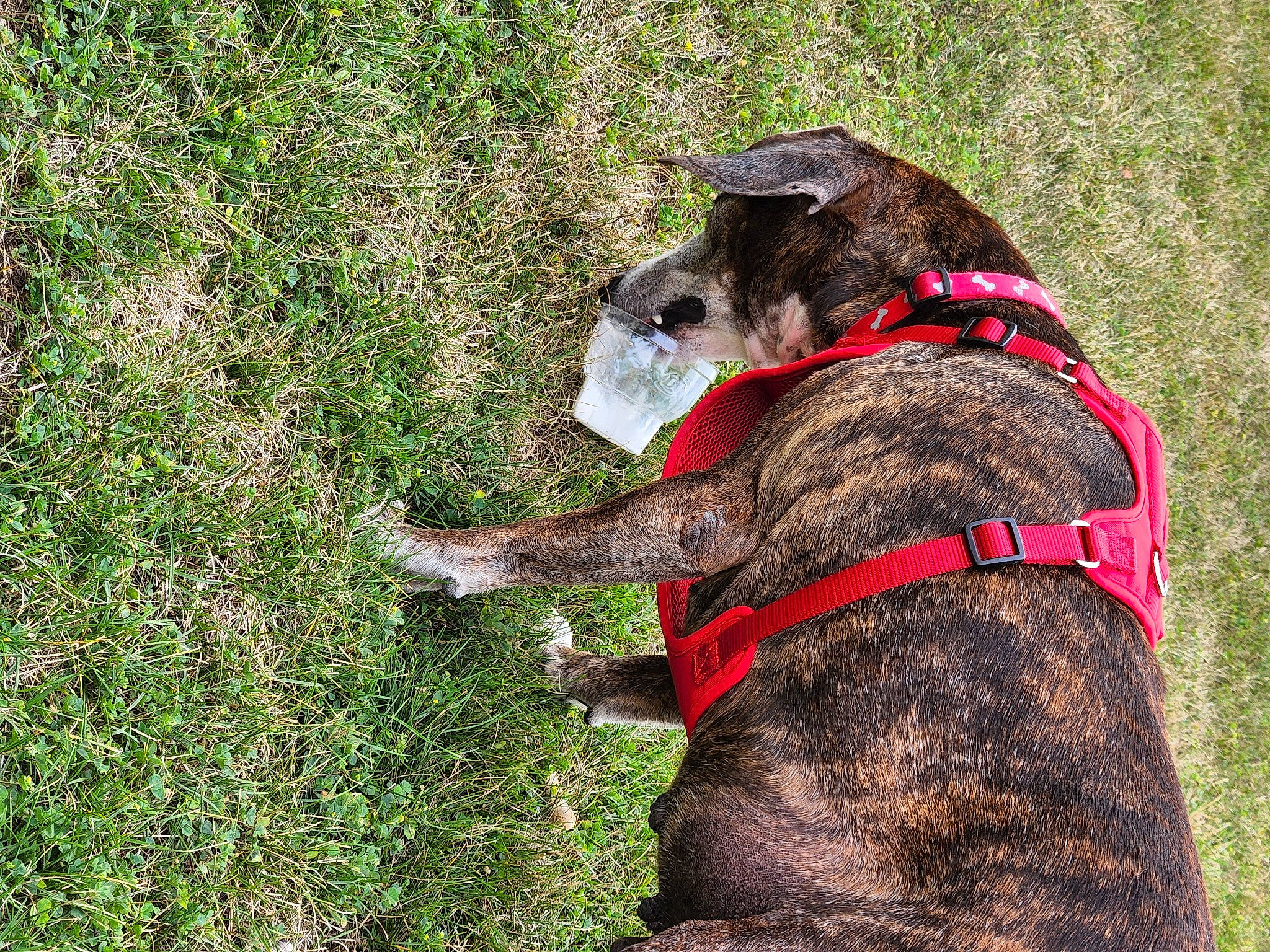 Kirby joined the competition — help win amazing prizes! carnivore, collar, companion_dog, dog, dog_breed, dog_collar, dog_supply, grass, groundcover, leash, liver, pet_supply, plant, sporting_group, terrestrial_animal, working_animal