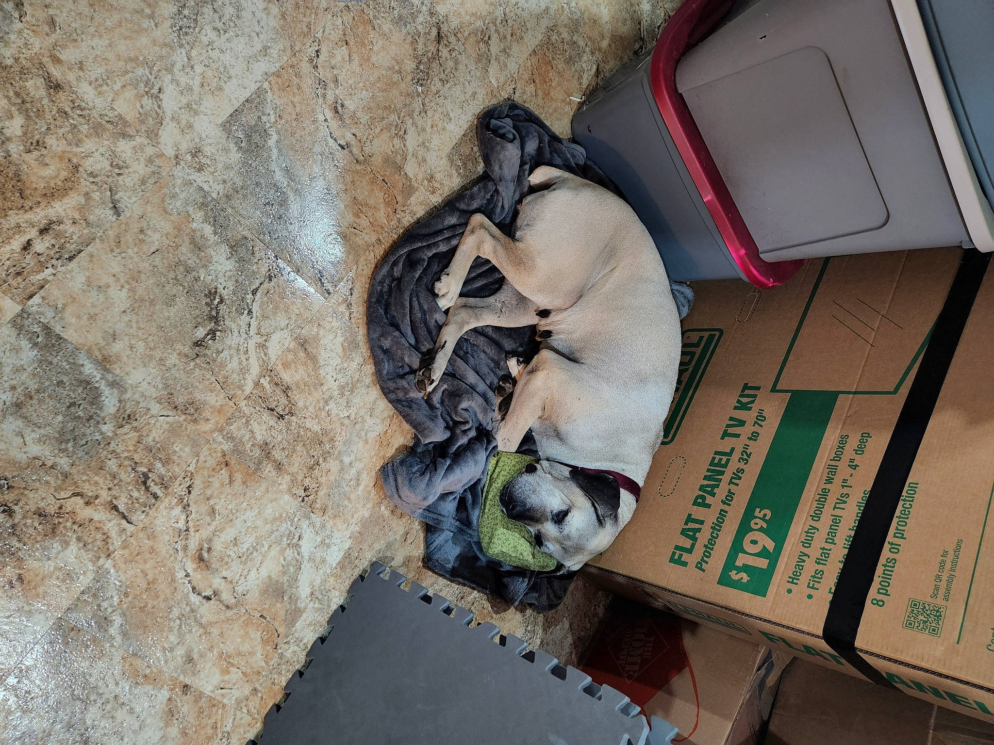 Daisy is registered to the contest to win money with this photo: box, canidae, carnivore, companion_dog, dog, dog_breed, fawn, felidae, mammal, non_sporting_group, pet_supply, room, small_to_medium_sized_cats, sporting_group, tail, vehicle_door