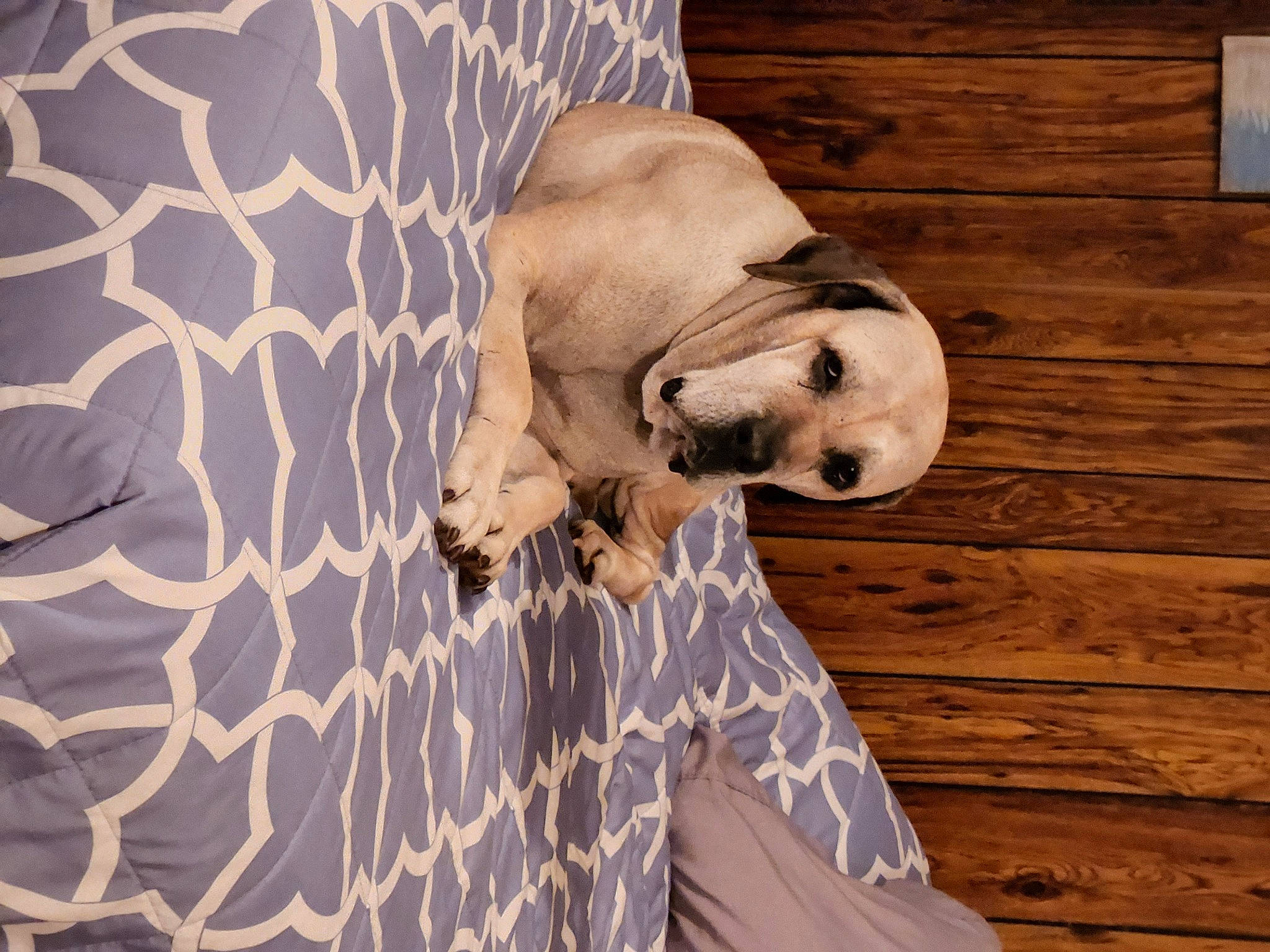 Daisy joined the competition — help win amazing prizes! art, carnivore, comfort, companion_dog, dog, dog_breed, fawn, felidae, flooring, fur, hardwood, pattern, plant, snout, sporting_group, terrestrial_animal, tree, wildlife, wood, working_animal