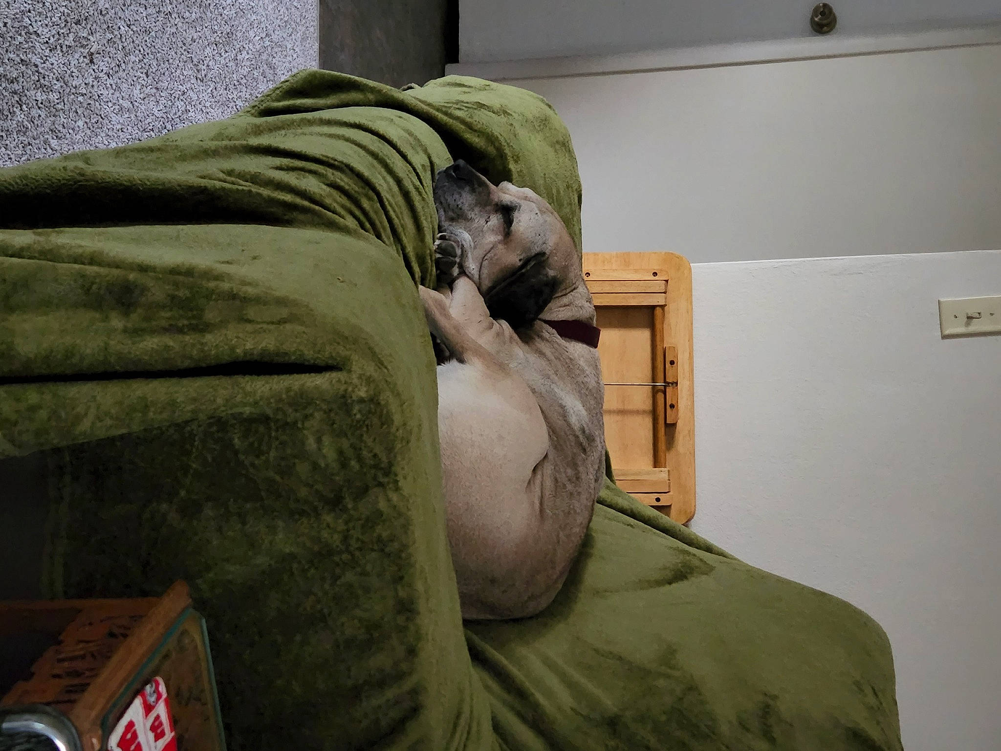 Daisy joined the competition — help win amazing prizes! art, bag, bed_sheet, bedding, bedroom, blanket, comfort, flooring, fur, grey, hardwood, linens, nap, room, sleep, vertebrate, wood