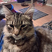 Whip joined the competition — help win amazing prizes! animal, bell, cat, closeup, collar, cute, domestic, ears, feline, floor, fluffy, fur, home, indoor, mammal, pet, relaxed, rug, tabby, whiskers