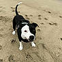 dog, beach, sand, black_and_white, animal, pet, canine, outdoor, water, waves, footprints, curious, friendly, standing, nature, daytime, leash, collar, playful, closeup
