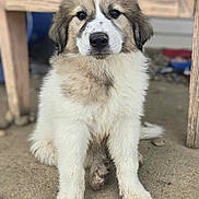 Bailey joined the competition — help win amazing prizes! puppy, dog, fluffy, muddy_paws, sitting, outdoor, concrete, wooden_table, young_dog, animal, pet, cute, fur, face, ears, nose, tail, looking_at_camera, domestic_animal, adorable