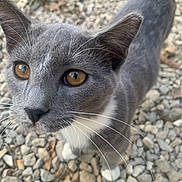 Huckleberry is registered to the contest to win money with this photo: cat, grey_cat, white_paws, whiskers, amber_eyes, close_up, outdoor, rocks, curious, pet, feline, animal, nature, fur, portrait, small_stones, ground, mammal, looking_up, cute
