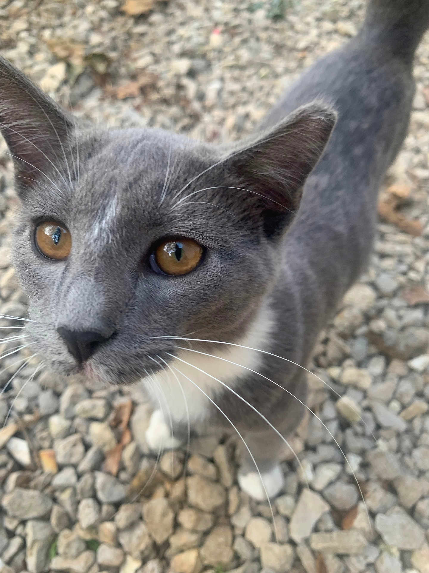 Huckleberry is registered to the contest to win money with this photo: cat, grey_cat, white_paws, whiskers, amber_eyes, close_up, outdoor, rocks, curious, pet, feline, animal, nature, fur, portrait, small_stones, ground, mammal, looking_up, cute