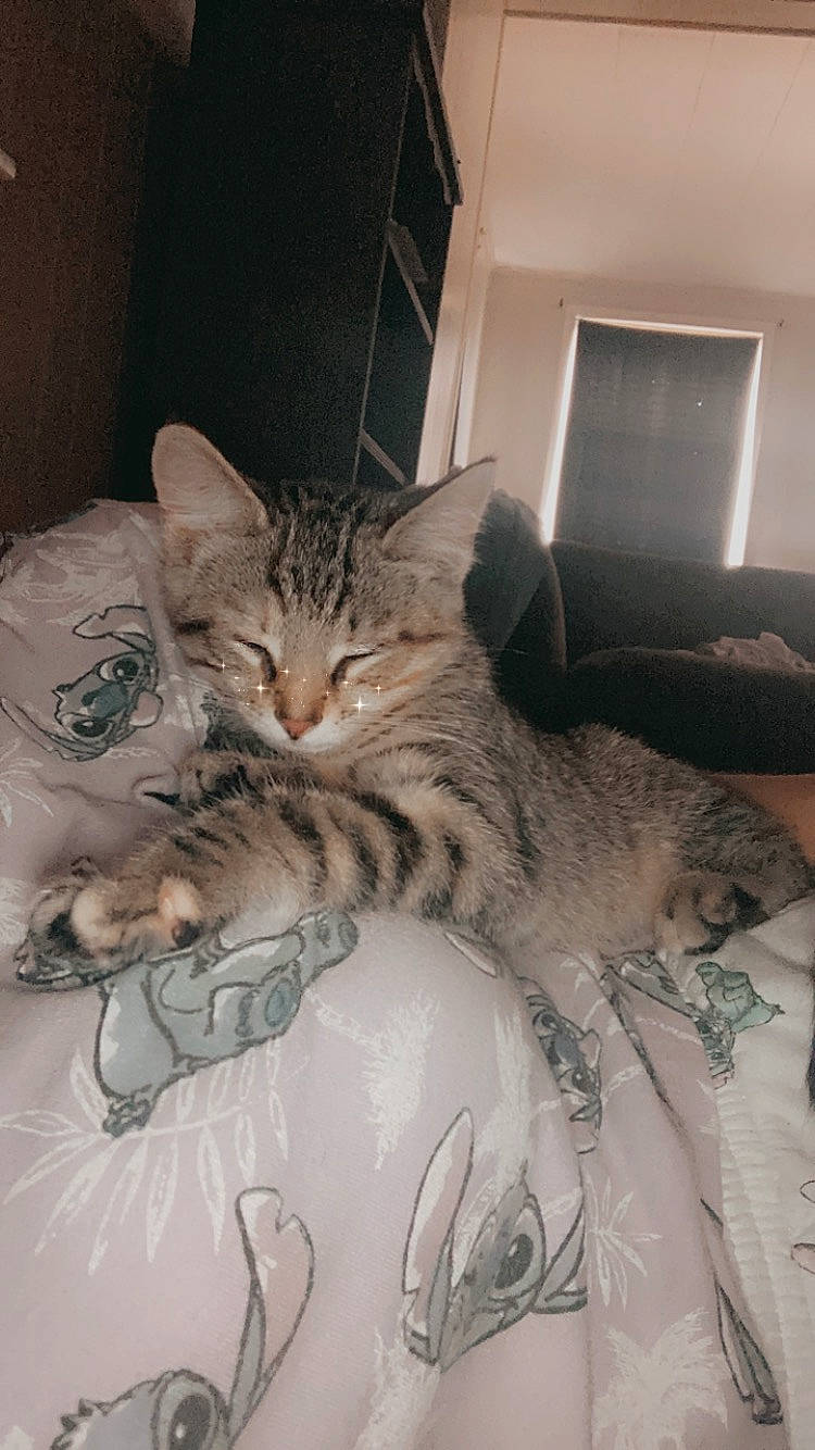 Peanut joined the competition — help win amazing prizes! bed, bed_sheet, bedding, carnivore, cat, cat_bed, claw, comfort, domestic_short_haired_cat, felidae, fur, grey, linens, nap, paw, room, small_to_medium_sized_cats, tail, terrestrial_animal, whiskers