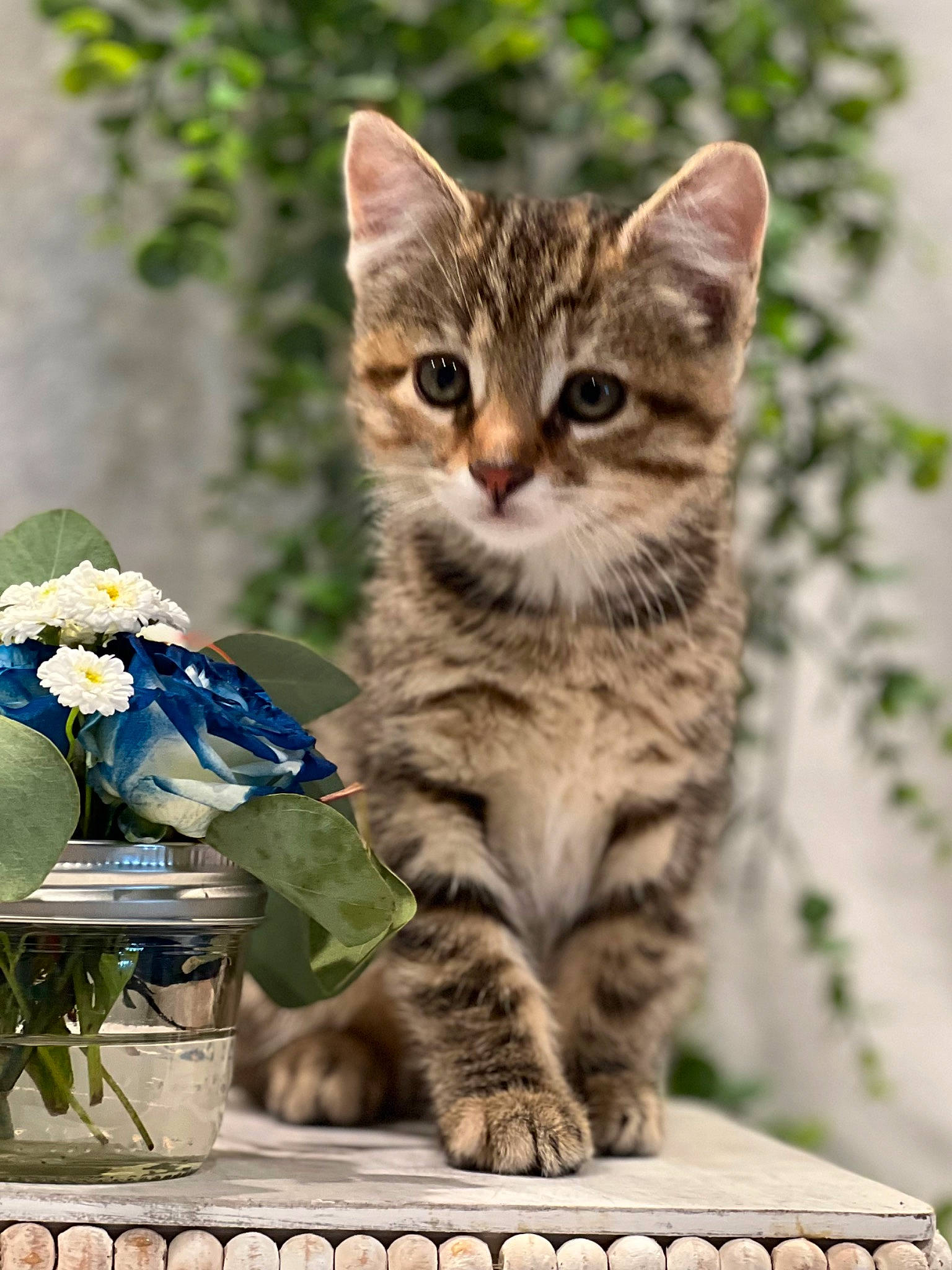 Peanut is registered to the contest to win money with this photo: carnivore, cat, claw, domestic_short_haired_cat, felidae, flower, flowerpot, fur, grass, paw, photo_caption, plant, sitting, small_to_medium_sized_cats, snout, tail, terrestrial_animal, vase, whiskers, wildlife