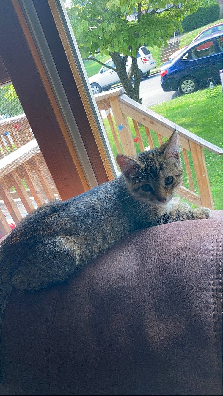 Peanut is registered to the contest to win money with this photo: automotive_tire, car, carnivore, cat, comfort, domestic_short_haired_cat, felidae, grass, grey, house, human_leg, plant, small_to_medium_sized_cats, tail, tints_and_shades, tire, tree, wheel, whiskers, wood