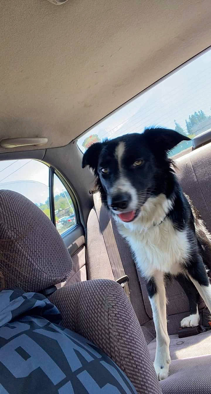 Dixi is registered to the contest to win money with this photo: auto_part, border_collie, canidae, car, car_seat, car_seat_cover, carnivore, collar, companion_dog, dog, dog_breed, dog_collar, family_car, head_restraint, mcnab, plant, snout, sporting_group, vehicle, window