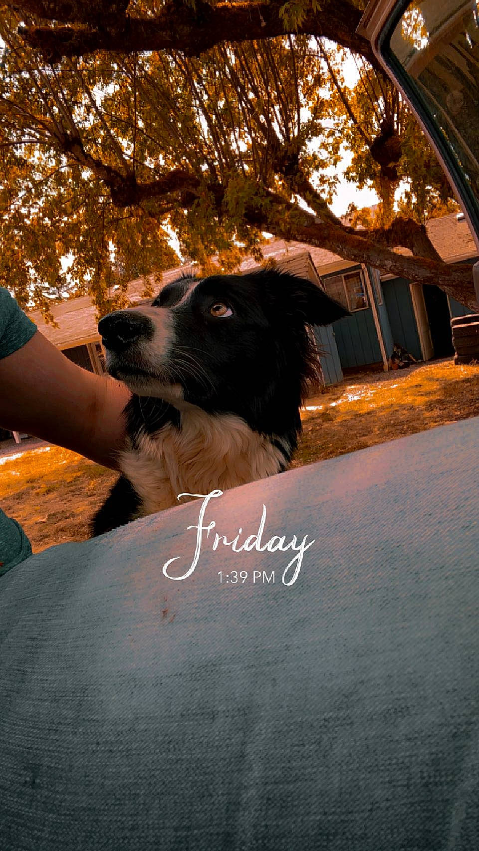 Dixi joined the competition — help win amazing prizes! canidae, carnivore, companion_dog, dog, dog_breed, dog_collar, fawn, flash_photography, fur, grass, leisure, morning, plant, shadow, sitting, sky, sporting_group, sunlight, tints_and_shades, tree