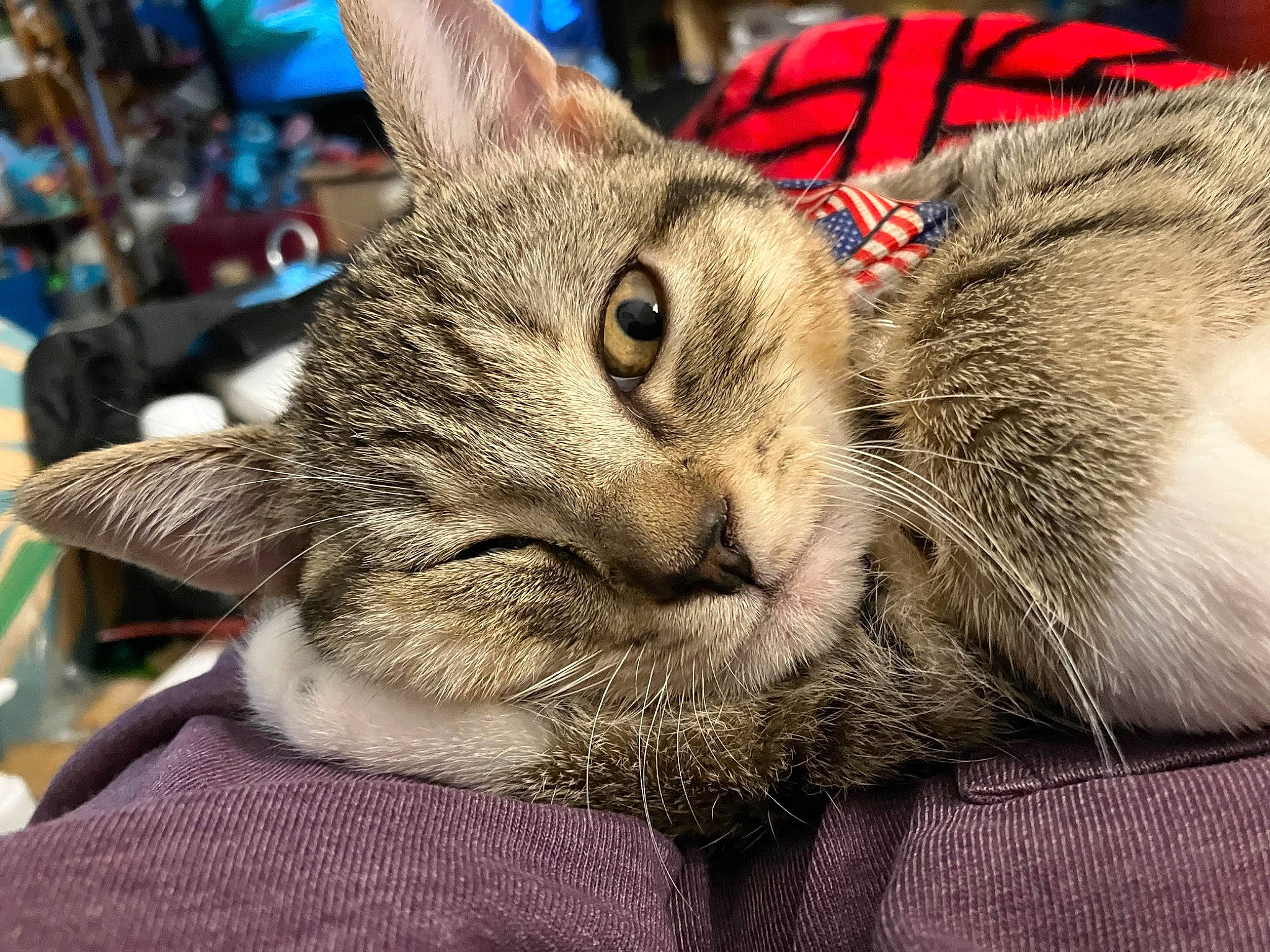 Gideon joined the competition — help win amazing prizes! carnivore, cat, claw, comfort, domestic_short_haired_cat, ear, felidae, fur, nap, paw, sitting, small_to_medium_sized_cats, snout, whiskers