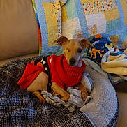 Watson joined the competition — help win amazing prizes! dog, pet, sweater, red_clothing, one_eye_closed, pet_bed, blanket, quilt, couch, indoor, cozy, small_dog, brown_dog, resting, comfortable, plush, fabric, colorful, cute, animal