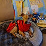 dog, pet, sweater, red_clothing, one_eye_closed, pet_bed, blanket, quilt, couch, indoor, cozy, small_dog, brown_dog, resting, comfortable, plush, fabric, colorful, cute, animal