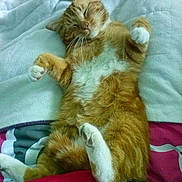 Caramel a rejoint le concours — aidez-le/la à gagner de superbes lots !