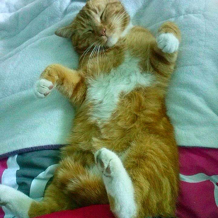 Caramel a rejoint le concours — aidez-le/la à gagner de superbes lots !