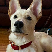 Lalo joined the competition — help win amazing prizes! ancient_dog_breeds, berger_blanc_suisse, canaan_dog, canidae, carnivore, carolina_dog, companion_dog, dog, dog_breed, ear, korean_jindo_dog, mammal, rare_breed_dog, snout, vertebrate, whiskers, white_shepherd