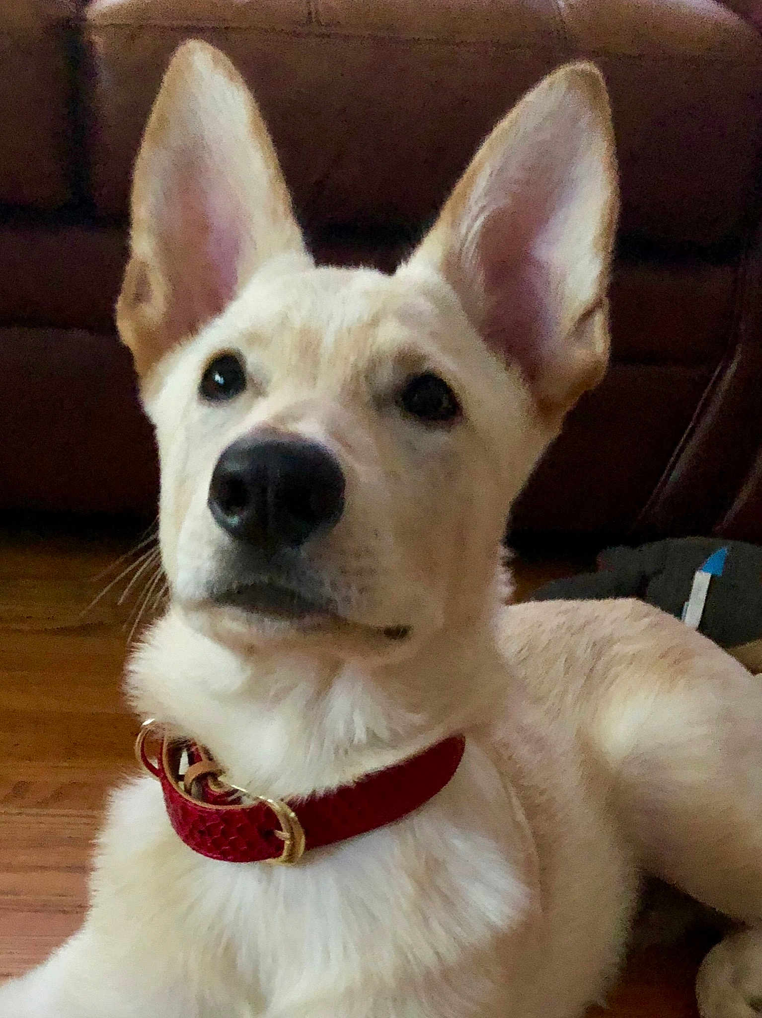 Lalo joined the competition — help win amazing prizes! ancient_dog_breeds, berger_blanc_suisse, canaan_dog, canidae, carnivore, carolina_dog, companion_dog, dog, dog_breed, ear, korean_jindo_dog, mammal, rare_breed_dog, snout, vertebrate, whiskers, white_shepherd