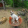 Deacon is registered to the contest to win money with this photo: