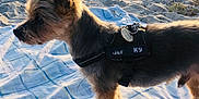 Charly a rejoint le concours — aidez-le/la à gagner de superbes lots ! dog, small_dog, beach, sand, blanket, sunlight, outdoor, nature, trees, harness, pet, canine, animal, daylight, grass, quiet, scenic, sunset, relaxation, leisure