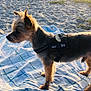 dog, small_dog, beach, sand, blanket, sunlight, outdoor, nature, trees, harness, pet, canine, animal, daylight, grass, quiet, scenic, sunset, relaxation, leisure