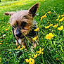 Charly a rejoint le concours — aidez-le/la à gagner de superbes lots ! dog, small_dog, grass, yellow_flowers, meadow, outdoor, nature, pet, canine, spring, sunlight, flora, greenery, animal, curious, fur, ears, sniffing, field, daytime