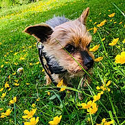 Charly a rejoint le concours — aidez-le/la à gagner de superbes lots ! dog, small_dog, outdoor, grass, yellow_flowers, meadow, sunlight, nature, animal, pet, fur, sniffing, collar, leash, greenery, spring, cute, curious, close_up, daytime