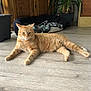 Caramel a rejoint le concours — aidez-le/la à gagner de superbes lots ! cat, ginger_cat, pet, indoor, floor, wooden_floor, animal, relaxed, feline, fur, ears, whiskers, home, plant, pot, blanket, cozy, resting, domestic, quiet