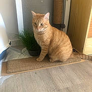 Caramel a rejoint le concours — aidez-le/la à gagner de superbes lots ! cat, ginger_cat, tabby, scratching_pad, scratching_post, indoor, floor, plant, pot, furniture, wood_floor, curious, pet, animal, domestic_cat, sitting, greenery, home_interior, cozy, feline