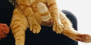 Caramel a rejoint le concours — aidez-le/la à gagner de superbes lots ! cat, orange_tabby, sitting, pet, indoor, person, lap, fur, whiskers, ears, paws, tail, domestic_animal, feline, relaxed, looking_at_camera, household, comfort, companion, animal