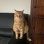 Caramel a rejoint le concours — aidez-le/la à gagner de superbes lots ! cat, ginger_cat, tabby, feline, pet, indoor, couch, leather, armrest, wooden_cabinet, furniture, domestic, sitting, orange, striped, tail, whiskers, calm, household, furry