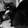 Chaussette participe au concours pour gagner de l'argent avec cette photo : cat, black_cat, feline, pet, animal, indoor, blanket, leather_chair, whiskers, fur, white_patch, sitting, domestic_animal, portrait, furniture, closeup, flash, reflection, monochrome, black_and_white