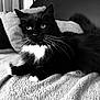 Chaussette participe au concours pour gagner de l'argent avec cette photo : cat, black_and_white, pet, animal, feline, whiskers, fur, relaxed, indoor, blanket, couch, paw, tail, closeup, portrait, mammal, domestic, resting, soft, cute