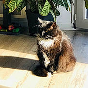 Chaussette a rejoint le concours — aidez-le/la à gagner de superbes lots ! cat, black_and_white, fluffy, indoor, sunlight, wooden_floor, plant, potted_plant, green_leaves, toys, pet, feline, sitting, whiskers, shadow, domestic_animal, relaxing, cozy, home, sunbeam