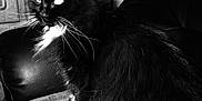 Chaussette participe au concours pour gagner de l'argent avec cette photo : cat, black_cat, feline, pet, animal, indoor, blanket, leather_chair, whiskers, fur, white_patch, sitting, domestic_animal, portrait, furniture, closeup, flash, reflection, monochrome, black_and_white